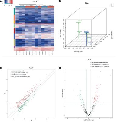 tRNA-Derived Fragment tRF-Glu-TTC-027 Regulates the Progression of Gastric Carcinoma via MAPK Signaling Pathway